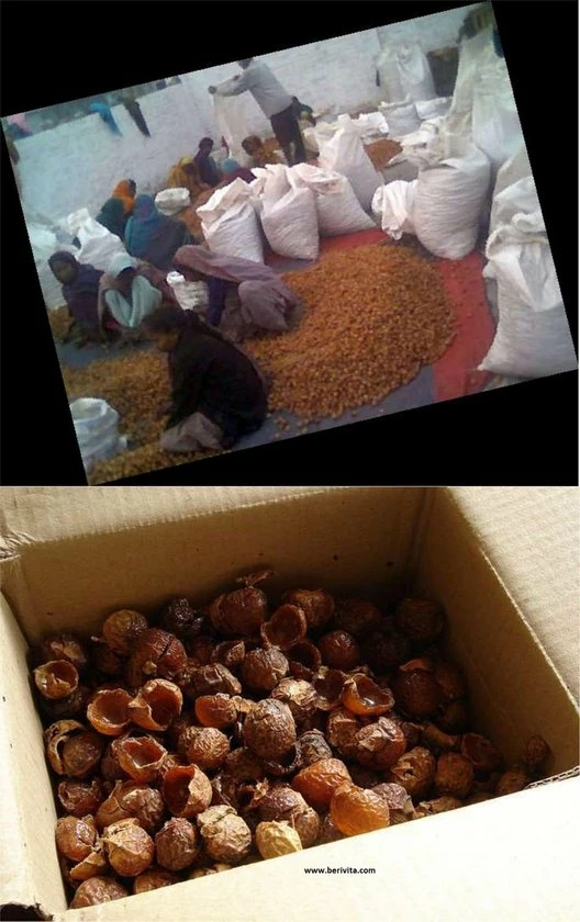 Beste deal π₯ Berivita Wasnoten 750gr Met Waszakje - Zeepnoten - Natuurlijk Wassen βοΈ 4 Beste deal π₯ Berivita Wasnoten 750gr Met Waszakje - Zeepnoten - Natuurlijk Wassen βοΈ - Afbeelding 4