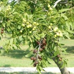 Beste deal π₯ Berivita Wasnoten 750gr Met Waszakje - Zeepnoten - Natuurlijk Wassen βοΈ 13 Beste deal π₯ Berivita Wasnoten 750gr Met Waszakje - Zeepnoten - Natuurlijk Wassen βοΈ -Bosch verkoop 550x716 3