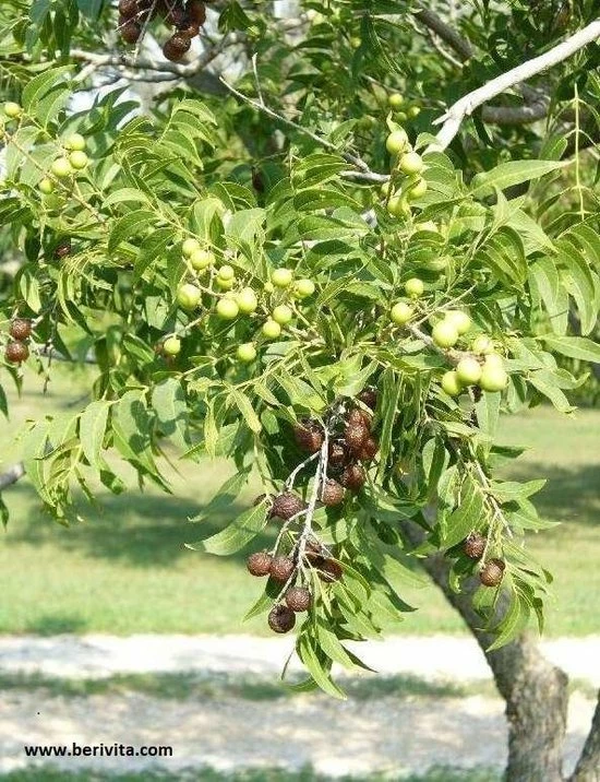 Beste deal π₯ Berivita Wasnoten 750gr Met Waszakje - Zeepnoten - Natuurlijk Wassen βοΈ 5 Beste deal π₯ Berivita Wasnoten 750gr Met Waszakje - Zeepnoten - Natuurlijk Wassen βοΈ - Afbeelding 5